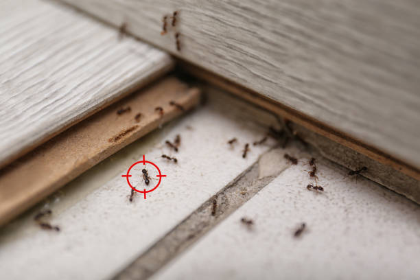 Best Ant Control Services  in Hornell, NY