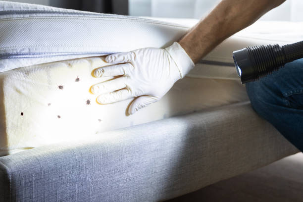 Flea Control Services in Hornell, NY