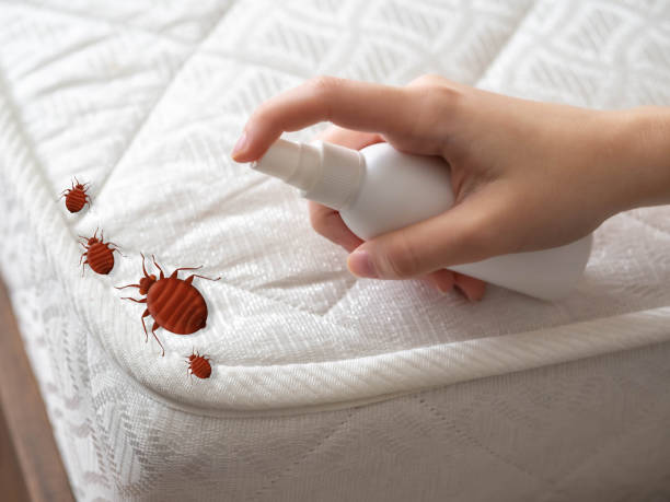Best Emergency Pest Control  in Hornell, NY