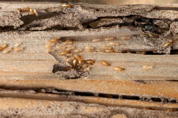 Best Exterminator Services  in Hornell, NY