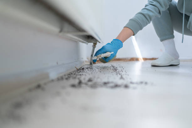 Best Flea Control Services  in Hornell, NY